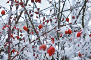Background with red rose hips covered with snow. Winter background with red rose hips covered with snow