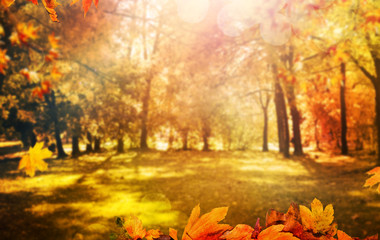 Naklejka na ściany i meble maple leaves on autumn background