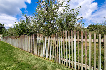 The apple orchard is fenced in perspective from wooden planks and planted with a green lawn, a sunny summer day with a blue sky and clouds.