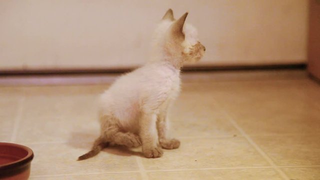 Rescued feral sealpoint kitten. He suffers from fleas, feline herpes, and parasites. Newly adopted and under medical care, soon to heal. His behavior shows some possible temporary neurological issues.
