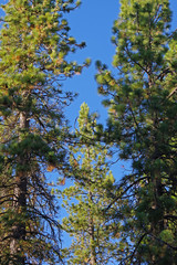 Upward look into the crowns and tops of tall high sierra firs under deep blue sky near lake Tahoe