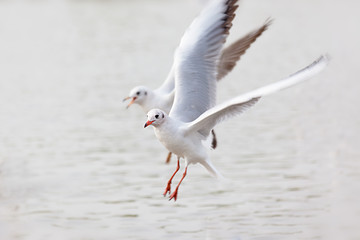 Zwei Möwen fliegen über das Wasser.
