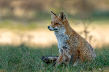 Naklejka na ściany i meble Portrait of a red fox (Vulpes vulpes) in natural environment. Amsterdamse waterleiding duinen in the Netherlands. Writing space.