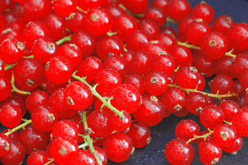 Viele frische rote Johannisbeeren, Nahaufnahme