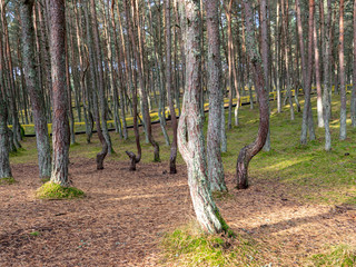 Pine forest with curved trunks, mystical pine forest, Curonian spit, Kaliningrad region, Russia