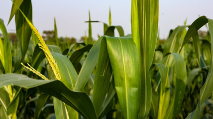 Fertile corn in the cornfield