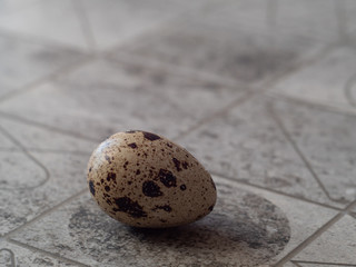 Textured grey background with small quail egg. Eco products.