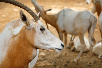 Flock of antelopes of Sahara Oryx