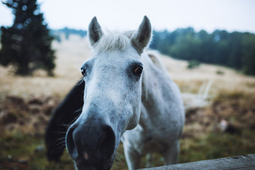 Close up portrait of white beauty horse
