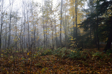 Mysterious forest in the early dawn mist