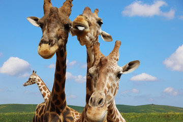 Portrait of giraffes against the blue sky