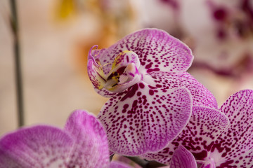 Orqu&iacute;deas hermosas en jard&iacute;n natural