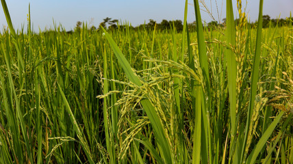Beautiful views of the sky and rice fields in the Indonesian village