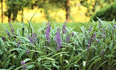 Liriope muscari or lily turf flower growing up in the garden on the background of green grass field , summer in Ga USA