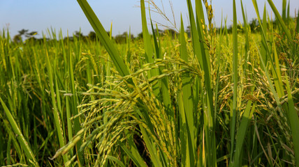 Beautiful views of the sky and rice fields in the Indonesian village