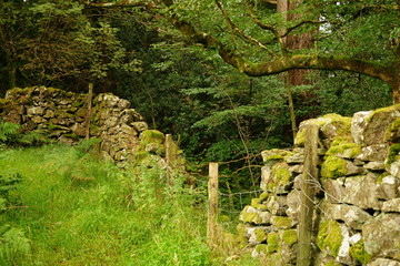 Stone Wall Along a Pastoral Hiking Trail