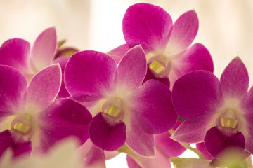 Fototapeta na wymiar Orquídeas hermosas en jardín natural