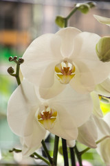 Orquídeas hermosas en jardín natural