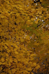 Forest in autumn with yellow leaves