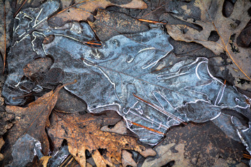 leaves encased in ice