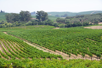 Scenic view with vineyards and hills and patches of forests in the northern California wine country Napa area
