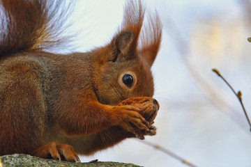 Eichhörnchen im Winter mit einer Nuss 