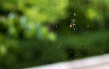 spider on a web on a green background