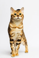 Bengal cat on a white background