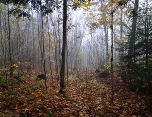 Fototapeta premium Las w świetle wczesnego poranka