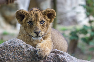 portrait of a lion