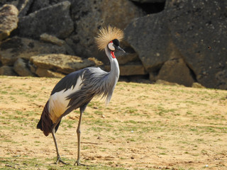 A Beautiful African Crested Crane