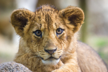 portrait of a lion