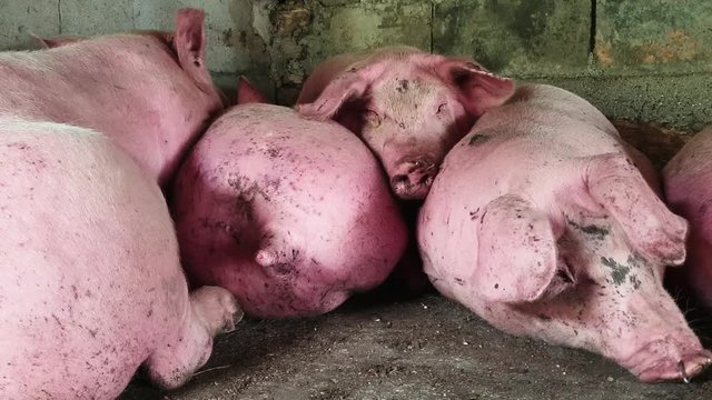 Farms pigs, that are reared in unhealthy conditions. Sick hogs in the slaughterhouse. 4k	