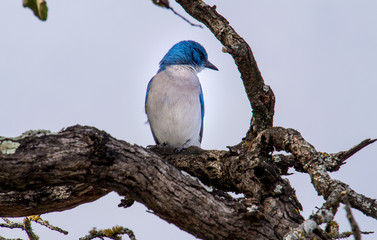 PAJARO AZUL POSADO EN ARBOL 