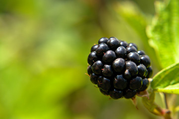 Macro of a fresh blackberries on the vine, fruits in organic garden, sunny summer day, green background