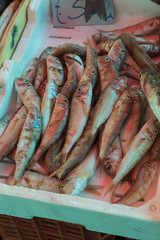 Fish at the Catania market