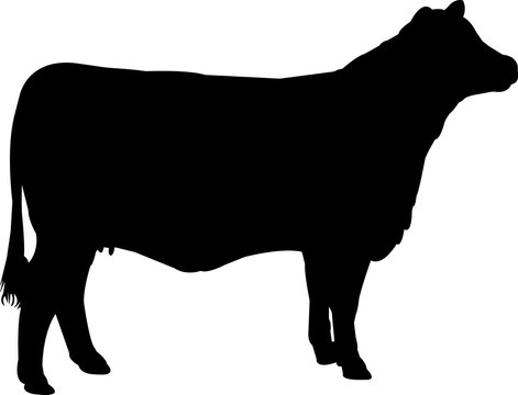 Brangus Cow Vector Silhouette
