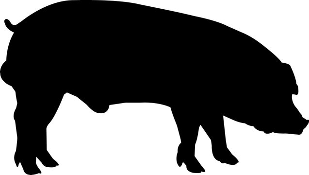 Duroc Pig Vector Silhouette