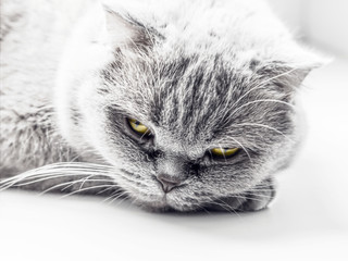 gray cat with yellow eyes lies on the windowsill. high key