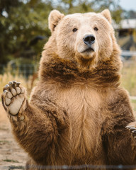 Obraz premium Grizzly 