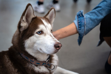 the women hand stroke the adult dog husky