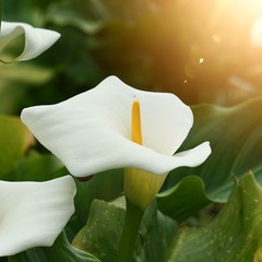 white lily calla flower plant in the garden in the nature, green leaves