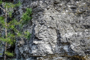 Green pine on the background of gray sheer cliff. Natural landsc