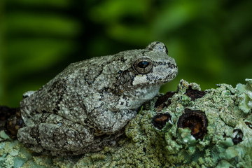 Gray Tree Frog (Hyla versicolor)