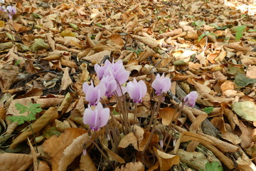 Wild Cyclamen and Autumn Leaves