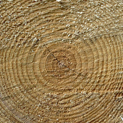 Fototapeta premium Centered light wood texture background