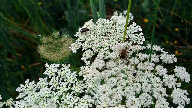 A small bee settled on a white flower harvesting pollen on a hogweed plant