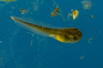Gray Tree Frog (Hyla versicolor), tadpole