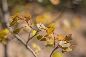 Fototapeta premium Birch leaves in spring in the sun