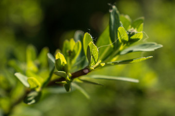 Leaf texture in the light of the sun in summer, in macro mode